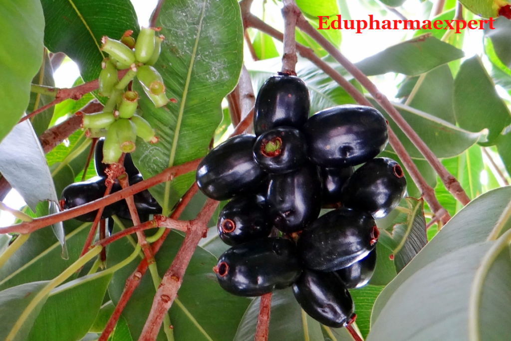 Top 10 Indian Berries That Are Nutritious and Delicious - Edupharmaexpert
